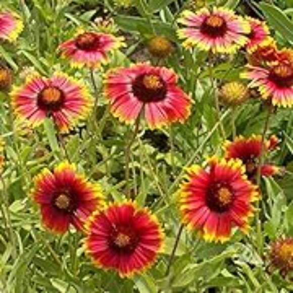 Meet your Posher, Brenna - Picture 11 of 12